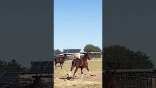 GALLOPING THOROUGHBREDS horses [upl. by Uri]