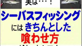 【改訂】シーバスフィッシング｜オカッパリで釣れる東京湾シーバス釣法 [upl. by Olegnaed638]