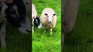 FEEDING Elliott’s Cheviot Mules 210924 sheep farming nofarmersnofood backbritishfarming [upl. by Roshan]