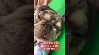 Brachycephalic Obstructive Airway Syndrome amp Results After BOAS Laser Surgery [upl. by Doerrer]