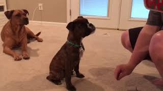 Valley Bulldog Puppy Learns Tricks  Boxer Bulldog Mix [upl. by Dunston]