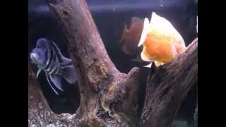 Aquarium life Part  12 Frontosa and oscar African and American cichlids aquarium care [upl. by Latoye]