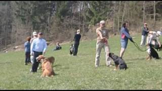 Ausbildung für Hund und Halter [upl. by Jelene]