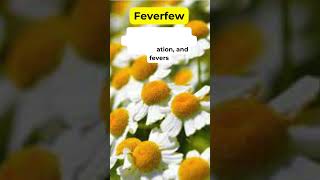 Feverfew Health Benefits Herbal Plant holistic medicinalplants herbalmedicine [upl. by Anilecram]