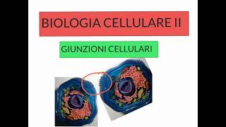 CORSO DI BIOLOGIA CELLULARE 2  LEZIONE 3  GIUNZIONI CELLULARI [upl. by O'Carroll]