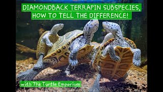 How to differentiate between Diamondback Terrapin Subspecies [upl. by Ecnerolf]