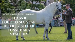 Class Eight Four to Six Year Old Connemara Stallion  98th Annual Connemara Pony Show [upl. by Arnst]