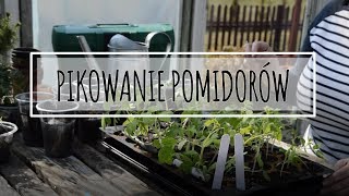 PIKOWANIE POMIDORÓW Jak pikować pomidory Czy warto pikować Uprawa pomidorów  wwwKasiain [upl. by Haroppizt]