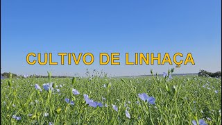 Cultivo de Linhaça  365D [upl. by Ezarra]