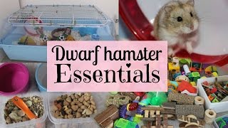 Dwarf Hamster Essentials [upl. by Mond170]