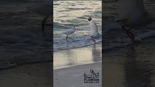 Snowy Egret Fishing on the Shore and Pecking at a White Ibis  Slow Motion Video [upl. by Cooley505]