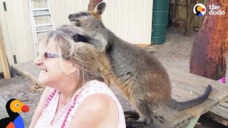 Rescue Wallaby Loves To Drive His Parents Nuts  LUCKY  The Dodo [upl. by Damicke]