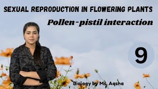 POLLEN PISTIL INTERACTION  SEXUAL REPRODUCTION IN FLOWERING PLANTS  NEET CUET CBSE CLASS 12 [upl. by Tracee]