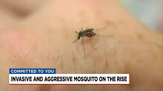 Invasive mosquitos on the rise in SC [upl. by Coltun]