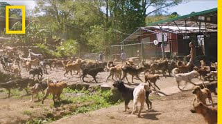 Watch Thousands of Dogs Run Free in This Magical Sanctuary  Short Film Showcase [upl. by Decima]