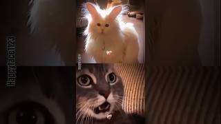 Cat  rabbit  cabbit 🤣😹funny viral bombastic [upl. by Poppo657]