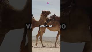 How Camels Survive Without Water 🐪🏜 [upl. by Warren964]