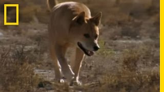 Dingo vs Kangaroo  National Geographic [upl. by Znerol]