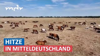 Region Sömmerda ist die trockenste in Deutschland  MDR um Zwei  MDR [upl. by Trey]