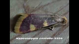 Part 4 Common Pyralid Moths Family Pyralidae [upl. by Ramel571]