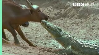 The Nile Crocodile vs Buffalo  Wild Africa  BBC Earth [upl. by Aifas616]