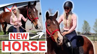 Rich girl Gets A NEW HORSE 😂  Equestrian Comedy [upl. by Iona]