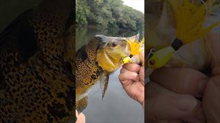 Tucunaré no visual🎣🎣 tucunaréamarelo fishing fishingvideo fishinglife [upl. by Oremodlab]