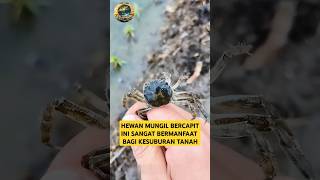 WOW simbiosis mutualisme antara kepiting dengan petani simbiosis kepiting petani shorts [upl. by Pasco]