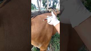 Cattle Ke Injection lagane Ka tarika 💉 shorts vet cow [upl. by Qahsi]