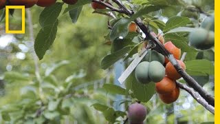 This Crazy Tree Grows 40 Kinds of Fruit  National Geographic [upl. by Nidroj713]