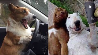 VÍDEOS DE CACHORROS ENGRAÇADOS  PARA MORRER DE RIR 🤣 [upl. by Ragas112]