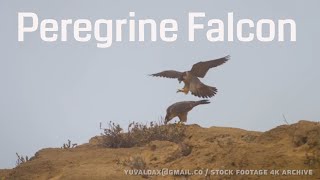 Brookei peregrine falcon  Barbary Falcon [upl. by Merari]