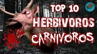 Top 10 Herbívoros carnívoros [upl. by Paddie]