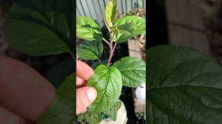 Young Apple tree from a seed growing healthy and strong [upl. by Lazor]