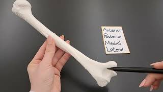 Anatomy of the Humerus  Made Easy [upl. by Hans]