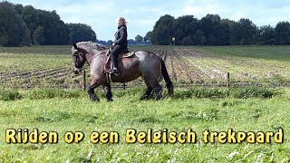 Rijden op een Belgisch trekpaard [upl. by Airdnal165]