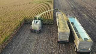 Malecha Dairys Corn Silage [upl. by Refotsirk]