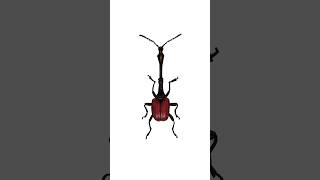 Day 2 Trachelophorus Giraffa Giraffe Weevil Order  Coleoptera beetles bugtober inktober [upl. by Ainocal]