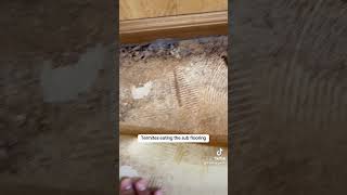 🏡 😋 🪲 termites eating this home’s floor pestcontrol termites pestinspection [upl. by Nossila]