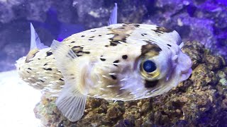 Porcupine Puffer Fish Diodon holocanthus [upl. by Yager]