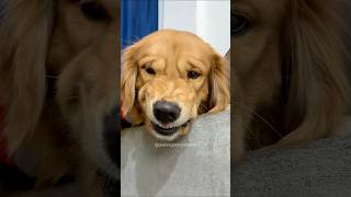 PeaNut’s Angry 😡 dog goldenretriever doglover puppy [upl. by Atnahs649]