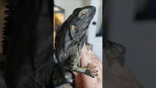 Hes in a good mood🙃🦎💙Spiny Tailed Banana Pectinata Iguana 🍌 reptiles iguana cute cutepets pets [upl. by Benedikta]