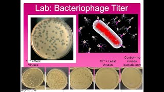 Bacteriophage Titer Lab [upl. by Adniroc]