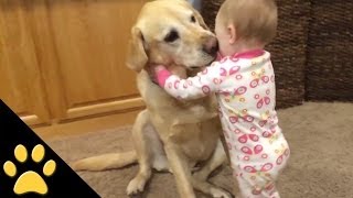 Cute Dogs And Adorable Babies Compilation [upl. by Ahsart]