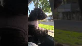 Puppy loves looking out the window puppy cute dog adorable adorabledog puppylife shortsfeed [upl. by Epolenep143]