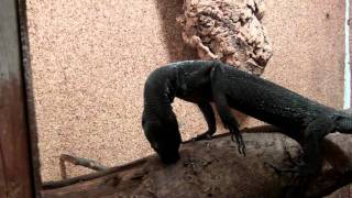 Forelimbassisted extractive foraging in the black tree monitor Varanus beccarii [upl. by Pegg]