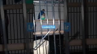 Lovebird Pair for breeding lovebirds viralshots hindkesitara viralsongs [upl. by Onaicul623]