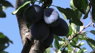 Raccolta prugne ed essiccate con lessiccatore di frutta e verdura [upl. by Lucia]