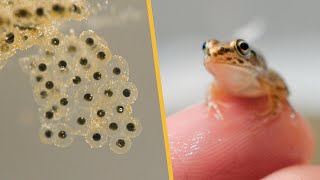 Four Months Recording From Eggs to Frogs [upl. by Newfeld]