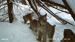 Group of Canada Lynx  British Columbia video file for wildlife research paper [upl. by Arlee]